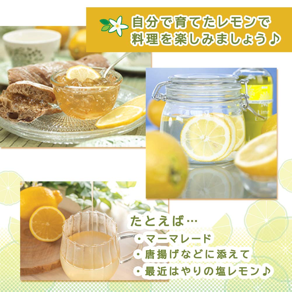 Amazon.co.jp: レモン 苗木 璃の香 15cmポット 接木 柑橘 りのか